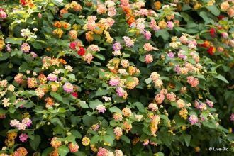 Цветение лимонов в лимонном лесу Лемонод