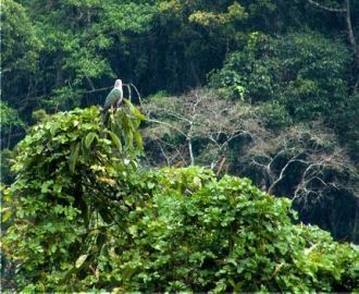 Дождевой лес «Sinharaja» занесен в миров