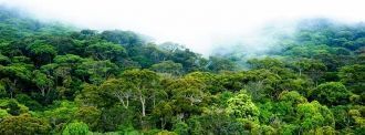 Синхараджа – тропический лес, который на