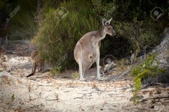 Национальный парк Намбунг является домом
