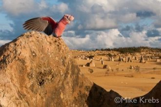 Галах. Австралийская птица, обитающая на