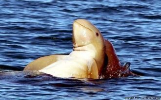Дельфин Иравади – не совсем обычный дель