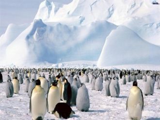 Колония Императорских пингвинов, Море Уэ