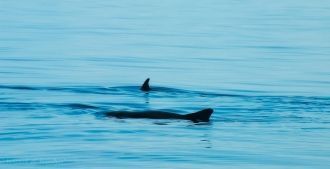 Климат на море Камотес муссонный тропиче