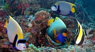 Морские течения приносят к рифу богатую 