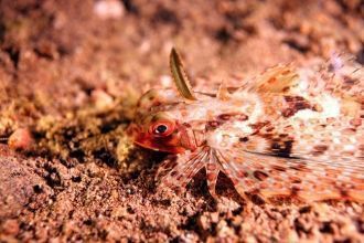 Здесь можно увидеть гигантских каранксов