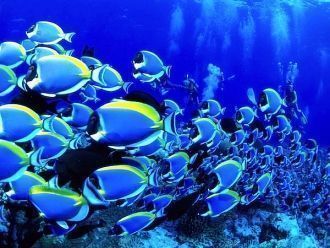 Туббатаха насчитывает 483 разновидностей