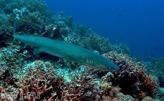 Риф также известен, как место гнездовани