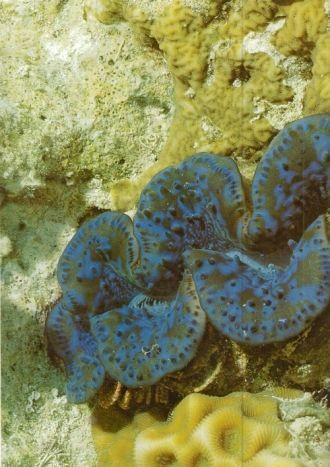 Риф, состоящий из двух коралловых атолло