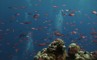Общей плошадью около 10 000 га, этот пар