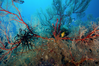 Дайверы составляют большую часть посетит