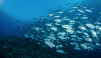Парк возник в августе 1988, когда презид