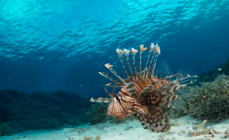 Кораллы покрывают 10000 гектаров поверхн