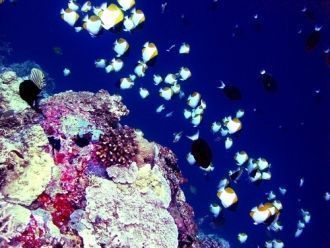 Поверхность рифа (а это тысячи гектаров)