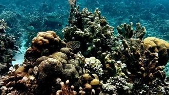 Риф Туббатаха считается одним из семи чу