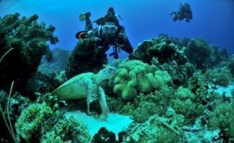 Популярность рифу среди дайверов принесл