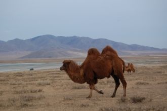 Суровые климатические условия сделали эт