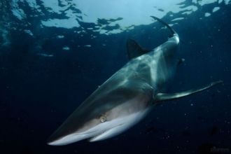 В местных водах водится несколько видов 