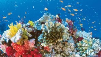 Кораллы – это живые существа: они постоя
