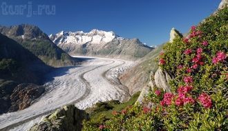 Алеч (Aletsch Glacier) — Алечский ледник
