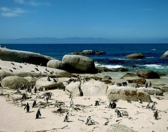 Пингвины в Африке?Да-да, именно пингвины