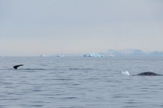 Гренландское море относится к Северному 