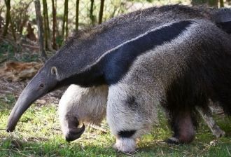 Многие животные, чьи популяции здесь про
