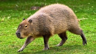 Среди млекопитающих  самый большой грызу