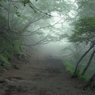 Аокигахара Дзюкай – сумрачный лес у подн