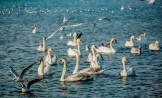 В районе пос. Раздольного находится запо