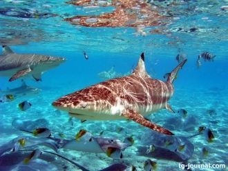 Остров Бора-Бора, являет собой старый ву