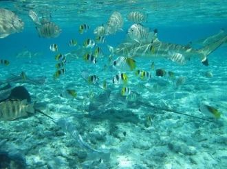 Лагунариум - открытый аквариум с большим