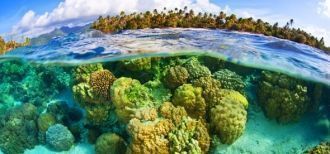 Коралловый сад