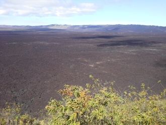 Растительность с обратной стороны кратер