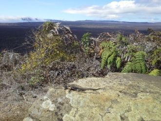 К кратеру Сьерра Негра, который является