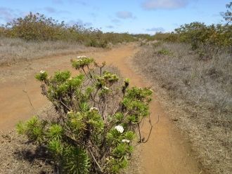 В местах, где лава не задела растительно