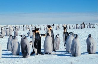 На побережье моря Лазарева обитают пингв