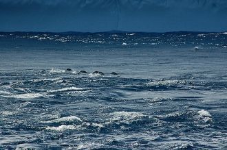 Протяженность моря Рисер-Ларсена простир