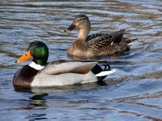 Пернатые обитатели прибрежной территории