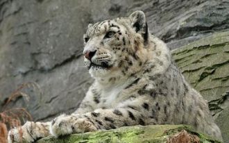 По одной из версий, людей и животных уби