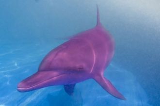 Только исследованная фауна бассейна Маде