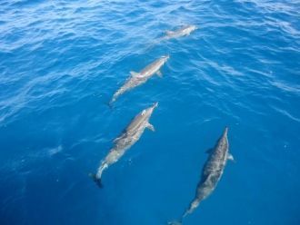Дельфины, Бая дос Поркос, остров Фернанд