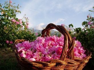 Народ в Болгарии веками выращивал розы, 