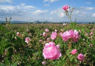 Болгарская Долина роз по праву считается