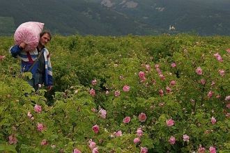 Долина роз появилась в Болгарии еще в 17