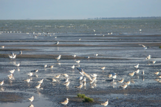 На территории озера ежегодно собираются 