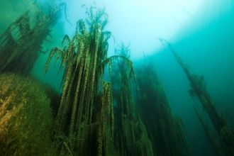 Кстати, местные жители нaзывают их страж