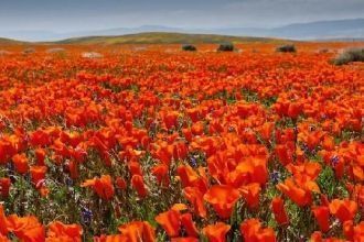 Среди маковых полей есть даже тропа для 