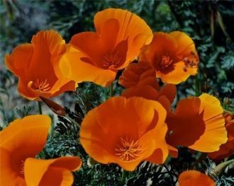 Среди маков встречаются и другие полевые