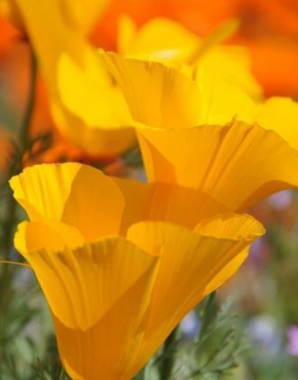 Ближайшие города к Долине Антилоп — Палм